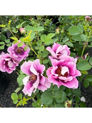 Rose Floribunda Eyeconic Plum Lemonade