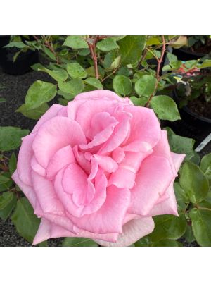 Rose Hybrid Tea Eleganza Beverly