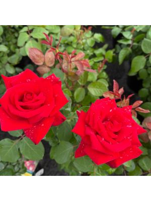 Rose Hybrid Tea Eleganza Grand Amore