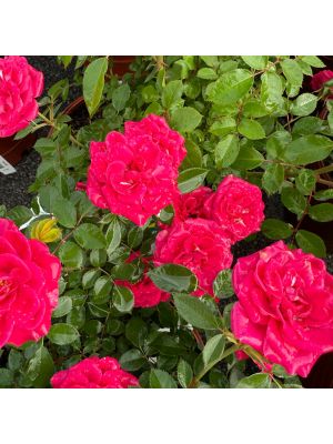 Rose Mini Dragon Fruit Sunblaze