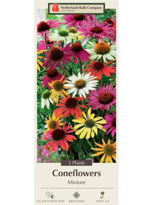 Coneflower 3PK
