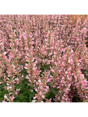Agastache Pink Pearl