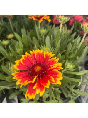 Blanket Flower Spintop Orange Halo