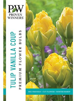 Tulip Vanilla Coup 8PK