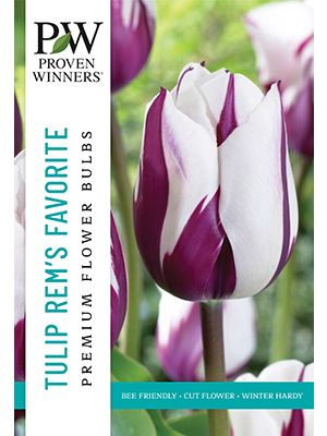 Tulip Rems Favourite 8PK