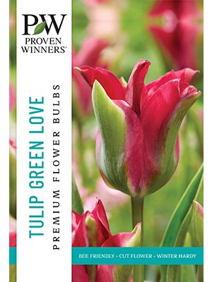 Tulip Green Love 8PK