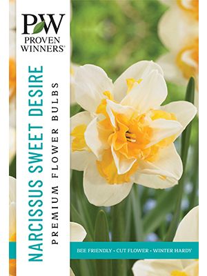 Narcissus Sweet Desire 8PK