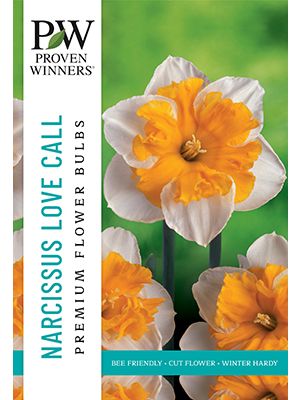 Narcissus Love Call 8PK