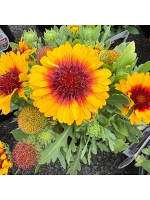 Blanket Flower Spintop Red Starburst