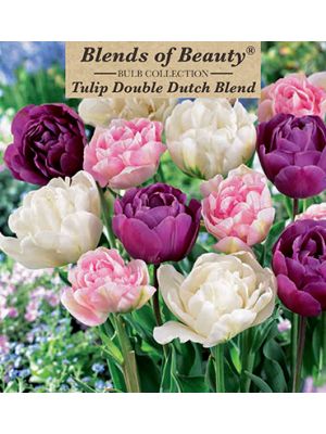 Tulip Amazing Double 12PK