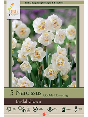 Narcissus Bridal Crown 7PK