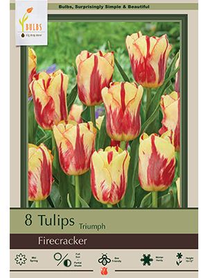 Tulip Firecracker 10PK