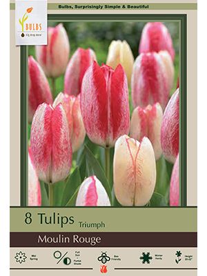 Tulip Moulin Rouge 7PK