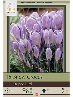 Crocus Striped Bird 10PK