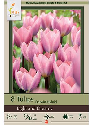 Tulip Light and Dreamy 7 PK