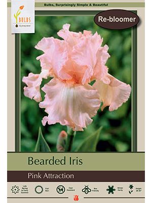 Iris Bearded Pink Attraction