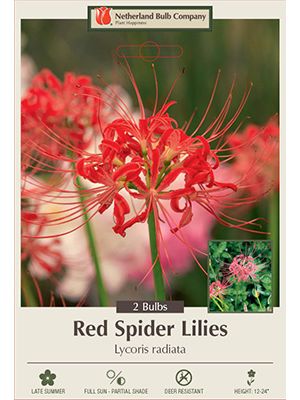 Lycoris Red Spider Lily 2PK