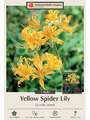 Lycoris Yellow Surprise 1PK
