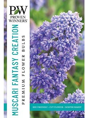 Muscari Fantasy Creation 30PK