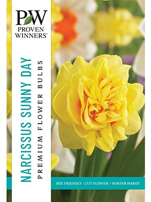 Narcissus Sunny Day 8PK