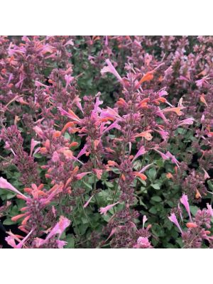 Agastache Kudos Ambrosia