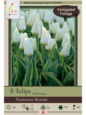 Tulip Purissima Blonde 7PK