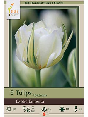 Tulip Exotic Emperor 7 PK
