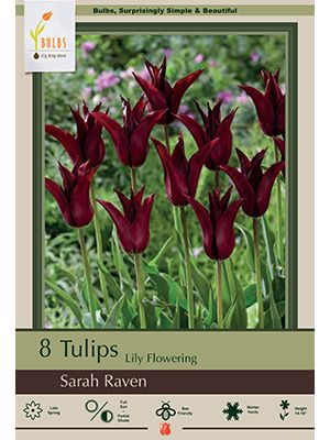Tulip Sarah Raven 7PK