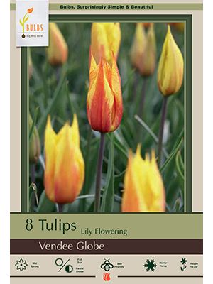 Tulip Vendee Globe 7PK