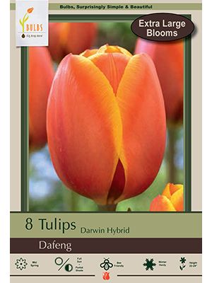 Tulip Dafeng 7 PK