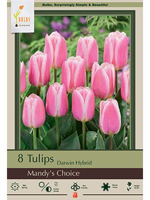 Tulip Mandy's Choice 7PK