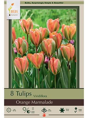Tulip Orange Marmalade 7PK