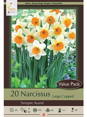 Narcissus Sempre Avanti 16PK