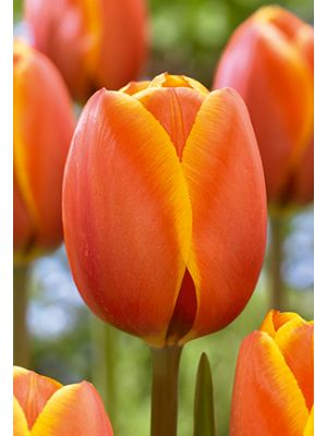 Tulip Dafeng 16 PK