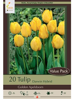 Tulip Golden Apeldoorn 16PK