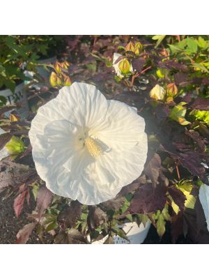 Hibiscus Hardy Summerific Cookies & Cream