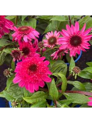 Coneflower Double Scoop Watermelon Deluxe