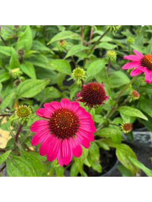 Coneflower Artisan Brilliant Rose