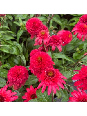 Coneflower Double Scoop Strawberry Deluxe