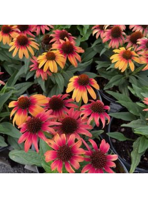 Coneflower Sunseeker Tequila Sunrise