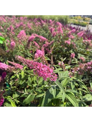 Butterfly Bush Trippy Pink