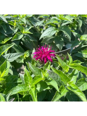 Bee Balm Balmy Purple