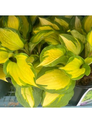 Hosta Island Breeze