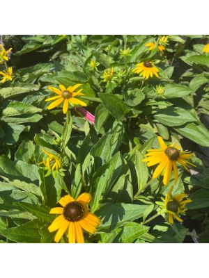 Black Eyed Susan Viette's Little Suzy