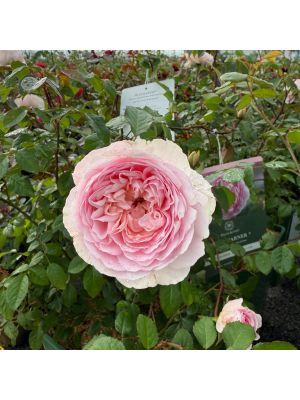 Rose David Austin Silas Marner