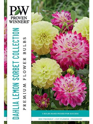 Dahlia Deco Lemon Sorbet 3PK