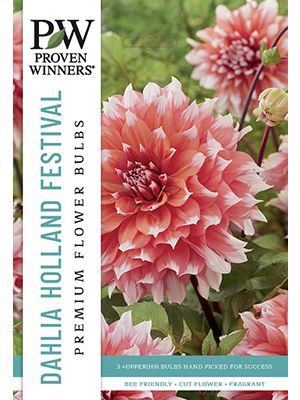 Dahlia DP Holland Festival 3PK