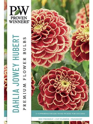 Dahlia Jowey Hubert 3PK
