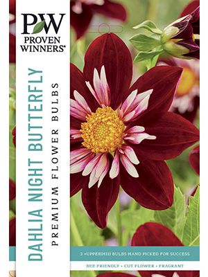 Dahlia Night Butterfly 3PK