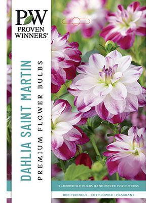 Dahlia Deco St Martin 3PK